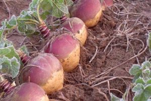 Κανόνες για την καλλιέργεια από σπόρους και τη φροντίδα rutabagas στο ανοιχτό χωράφι, με το τι να φυτέψετε και πότε να σπείρετε