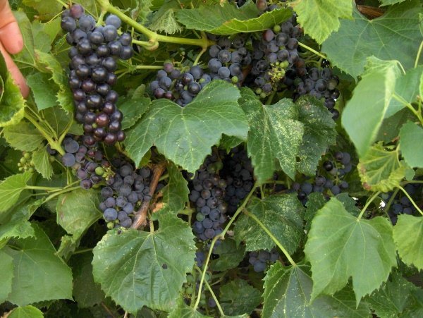 Amur grapes