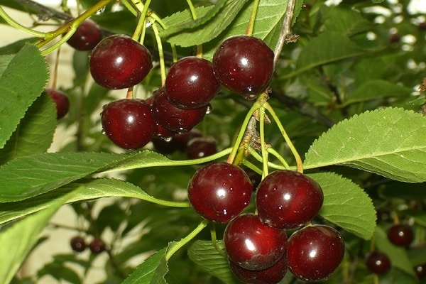 dark berries