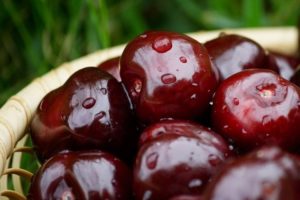 A Morel, Rossoshanskaya és Shokoladnitsa fekete cseresznye fajtáinak leírása, ültetés és gondozás