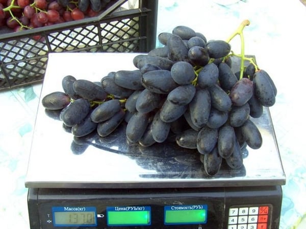 vynuogės puikiai tinka ant svarstyklių