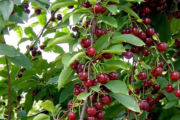 variety of cherry