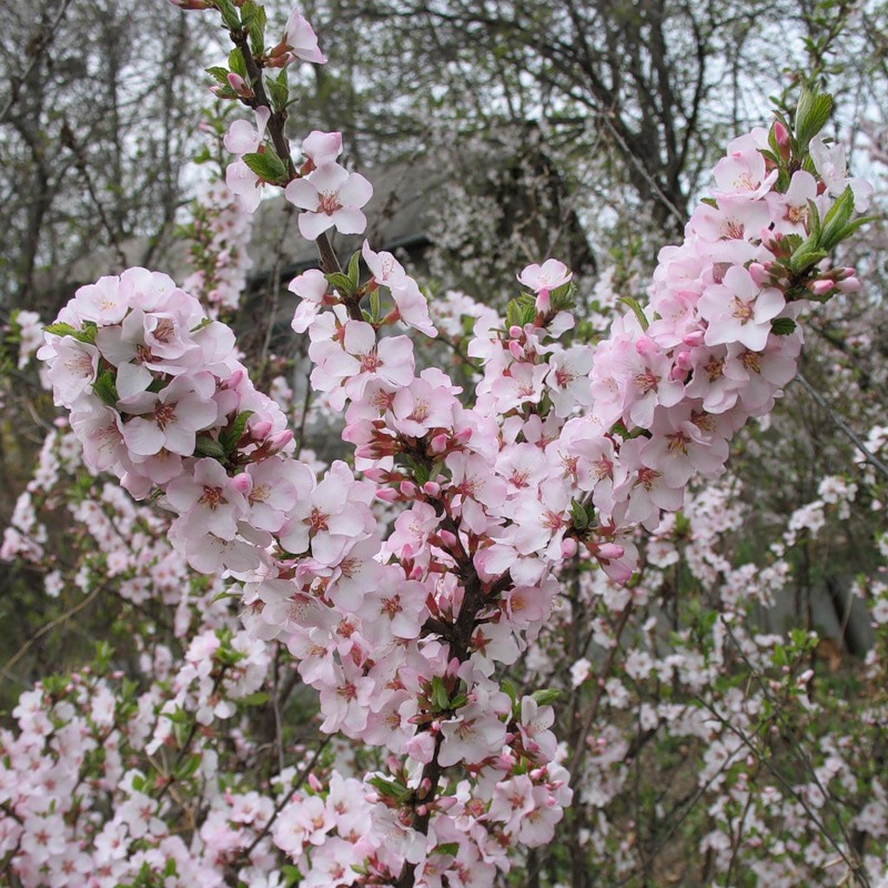 Flores de cerezo