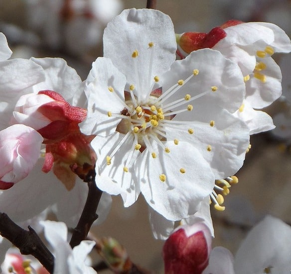 fiore di albicocca