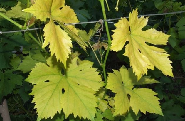 foglie di vite gialle
