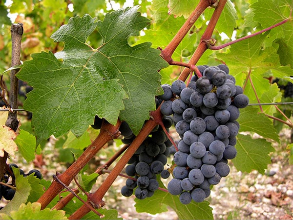Cabernet Sauvignon vīnogas
