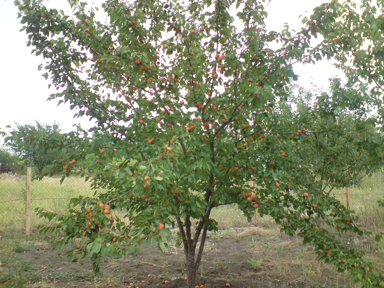 albero di albicocche
