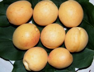 Kenmerken van de variëteit Dessert-abrikozen, beschrijving van de teeltgebieden en bestuivers