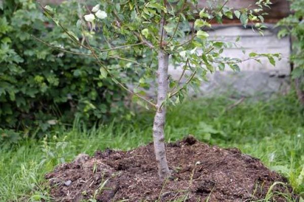 plantar cerezas