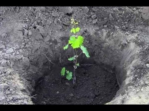 plantar uvas