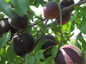 Opis odmiany moreli Black Velvet, zalety i wady, sadzenie i pielęgnacja