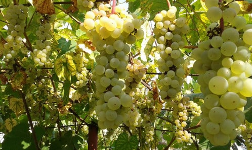 uvas bianca