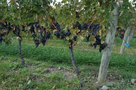 Cabernet Sauvignon szőlő