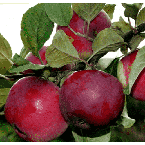 apple tree liberty