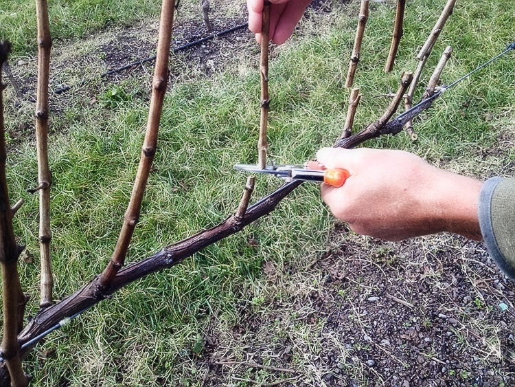 pruning ubas