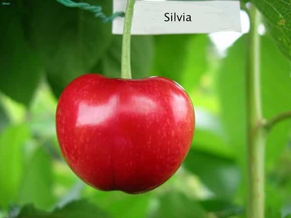 cherry sylvia