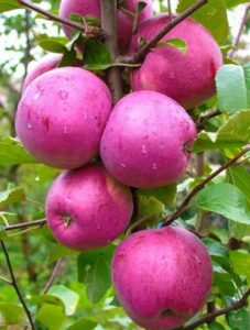 Beskrivelse og karakteristika for Liberty æblevariet, plantning og pleje funktioner