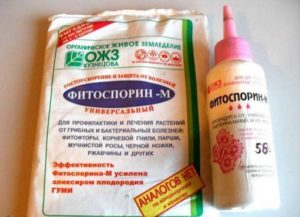 Instructions for the use of Fitosporin against grape diseases, dosage and treatment