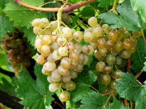 The better to process the grapes after prolonged rains in July during the ripening period