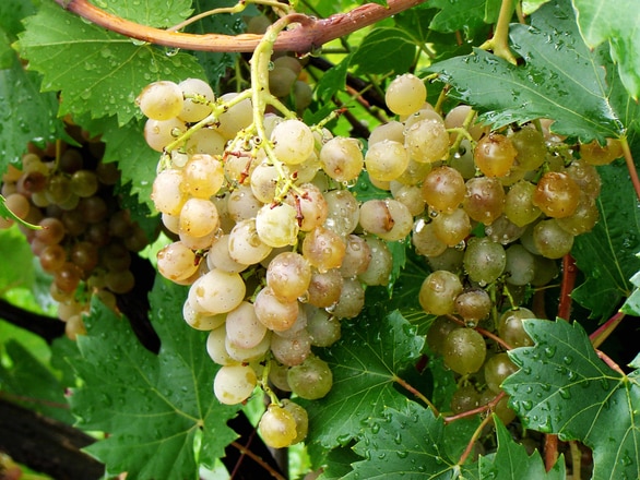 drops on grapes