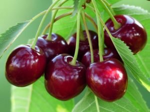 Description of the Assol cherry variety, fruiting characteristics and care rules