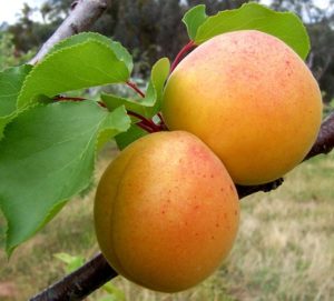 Manchurian aprikoosivalikoiman ominaisuudet, kuvaus pakkaskestävyydestä ja taimen hoidosta