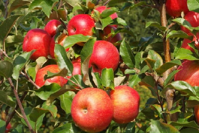 ābolu medus kraukšķīgs