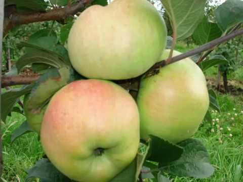 heroj stabla jabuke