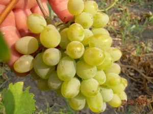 Description and characteristics of Harold fruit grapes and history of creation