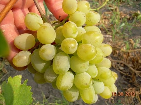 grapes harold