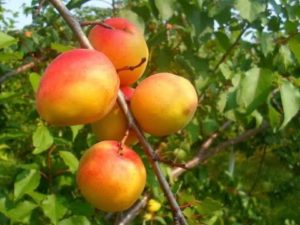 Description of early and late varieties of apricots Melitopolsky, history of selection and yield
