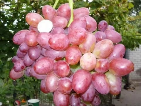 Sofia szőlő