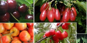 Le migliori varietà di ciliegie per la Russia centrale, autofertili, precoci e sottodimensionate