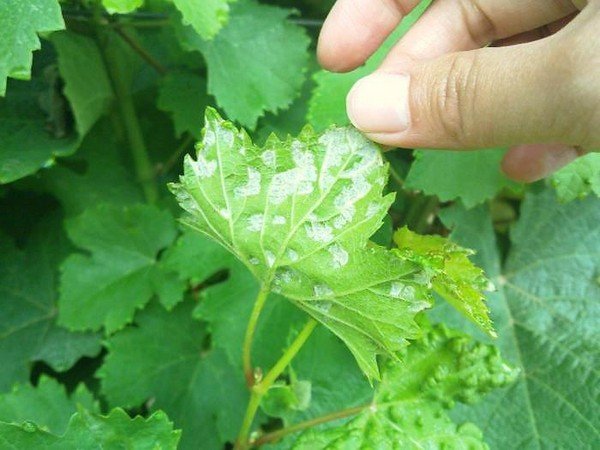 grape mite on a leaf