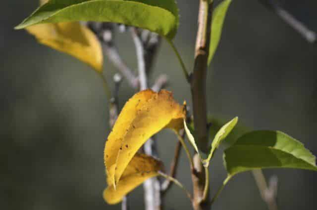 varför blir äppelträdets blad gula