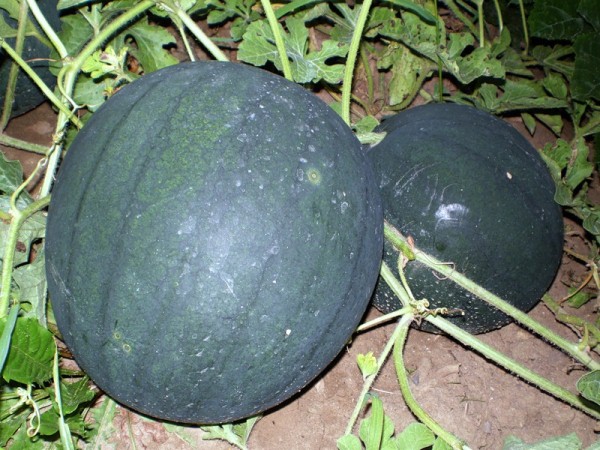 vodný melón Suga baby