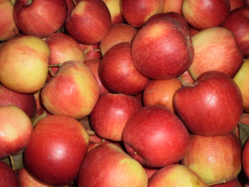 Odmiana jabłek Pinova