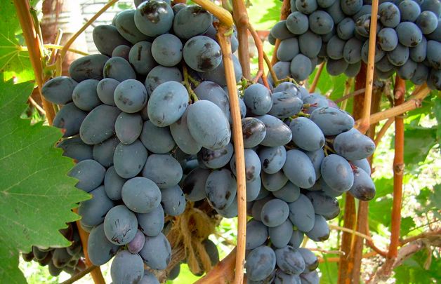 opbevaring af druer