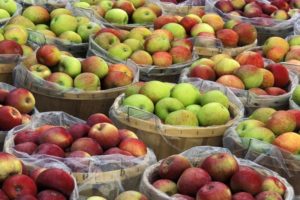 Jak zachować świeżość jabłek na zimę w domu