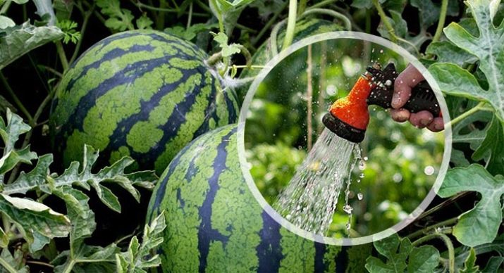 watering watermelon