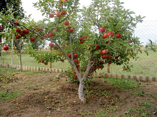 æble træ frihed