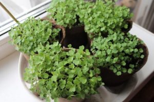 Sådan dyrkes ruccola fra frø om vinteren hjemme på en vindueskarme, plantning og pleje