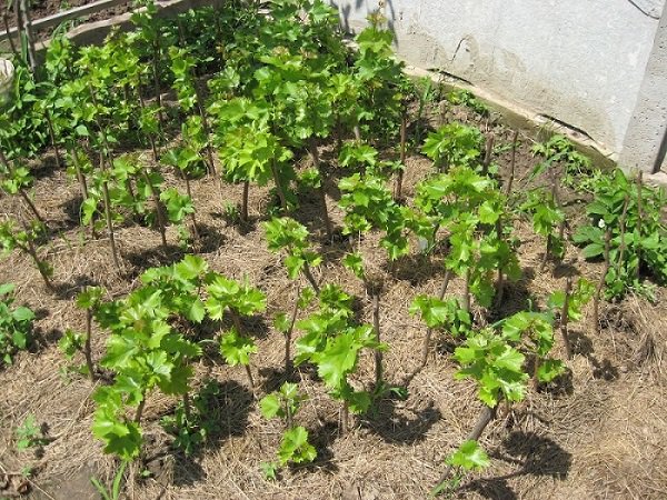 sadzenie winogron