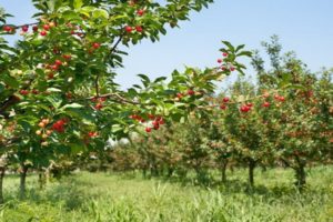 Paglalarawan ng pinakamahusay na mga varieties ng dwarf cherry, planting at pag-aalaga, labanan laban sa mga sakit