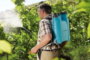 Instructions for the use of colloidal sulfur for processing and spraying grapes