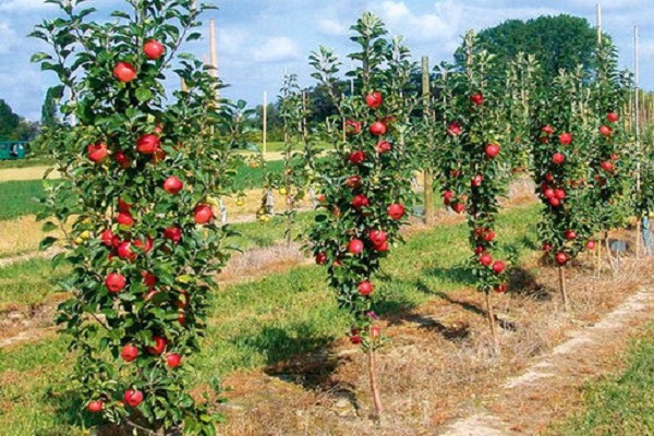 sütunlu elma ağacı