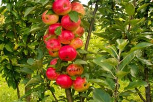 Egy oszlopos almafa termesztése és gondozása, milyen távolságra ültetni