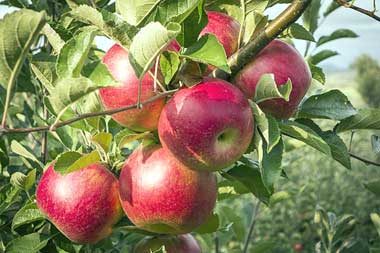 ilk elmalar