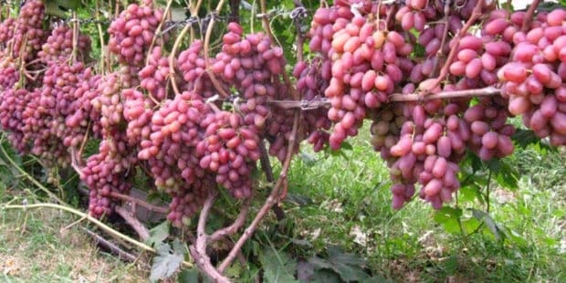 transformacja winogron