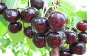 Beschreibung und Eigenschaften der Sorte Leningradskaya Black Cherry, Anbau und Pflege